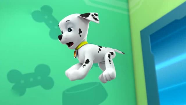 狗狗阿奇跳咕咕鸡恰恰舞,毛毛也想来凑热闹,结果摔了个大跤