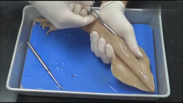 解剖一只鱿鱼,下手温柔,祝鱿鱼哥一路走好!