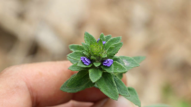 这种植物《大头陈》,您认识它吗?虽谈不上名贵,但也有一定价值用途