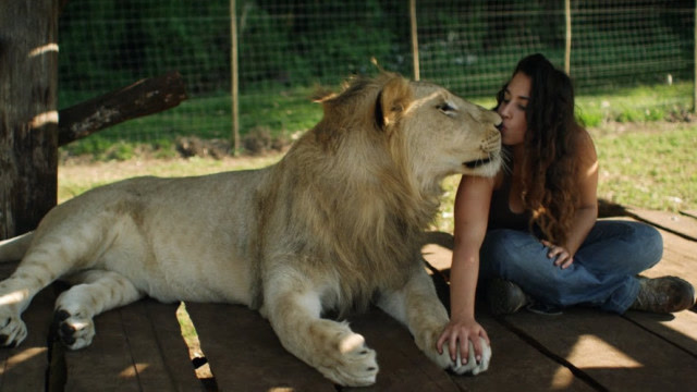 美女被四头狮子尊视为主人现实版美女与野兽的故事网友胆真肥