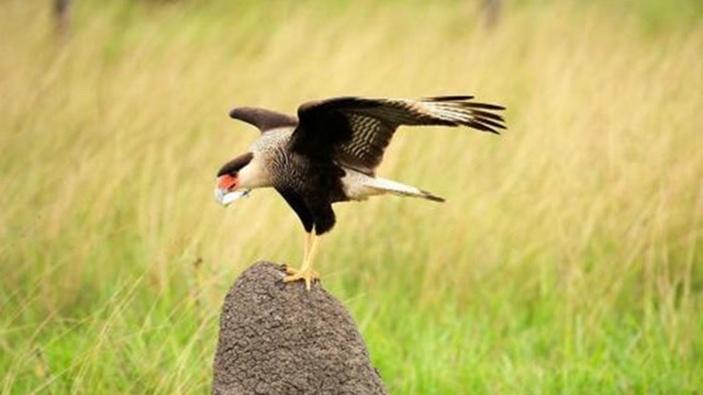 红腿巨隼快成年,会被赶出家门,独自闯荡