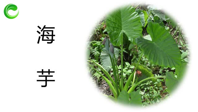 海芋 味辛 有清热解毒行气止痛散结消肿的功效