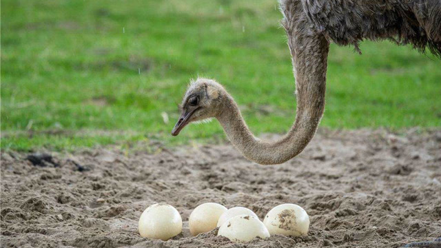看鸵鸟妈妈帮助小鸵鸟破壳而出!