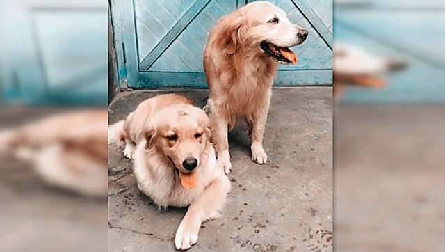 这就是不让狗狗出去玩的原因!金毛"艾迪"解释的很到位,太逗了!