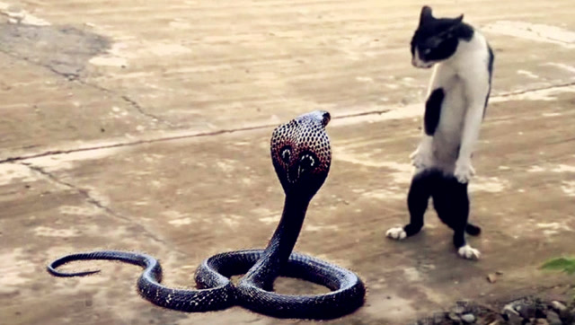沙漠猫大战剧毒响尾蛇,毒蛇竟被沙漠猫抓断身体,不可思议