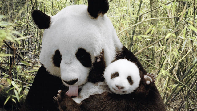 熊猫妈妈把宝贝香香一把搂进怀里宠爱,瞬间引发围观粉丝骚动