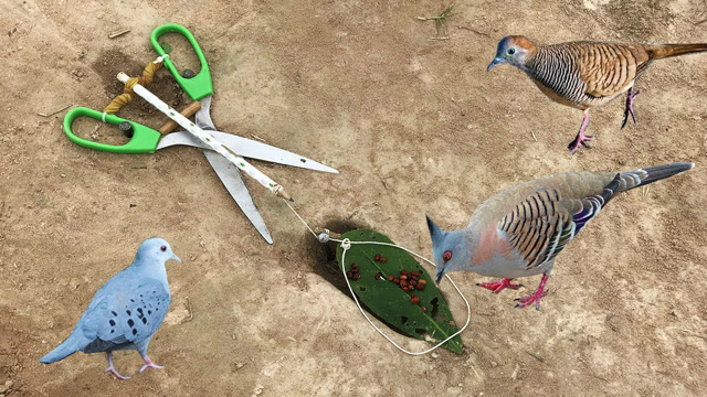 牛人小哥的创意陷阱,用小剪刀布置的捕鸟装置,轻松抓到只小鸽子