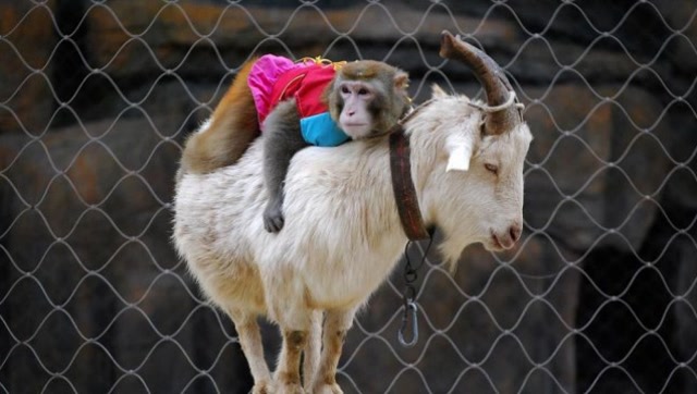 猴子骑在山羊身上就算了,竟然还打人家的孩子,网友:拉过来揍一顿!