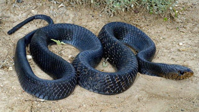 村民推地盖房子,挖出盘踞地下的巨型大蛇