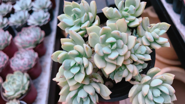 多肉格林,1株老桩8个头,漂亮得像"格林童话"里的多肉!