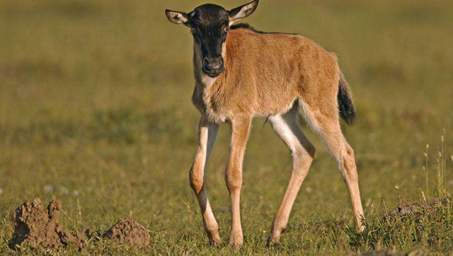 小角马生存面临新的挑战!