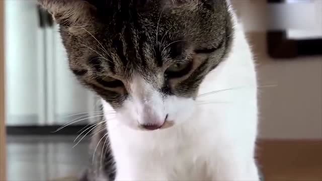 猫咪盯着图书一脸认真思索的表情,主人:你看得懂吗