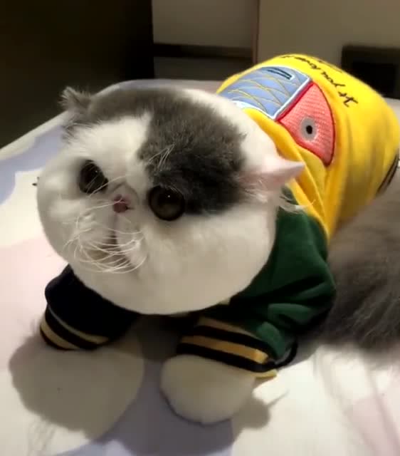 这只宠物加菲猫真是萌化了,肥嘟嘟的样子特别可爱!