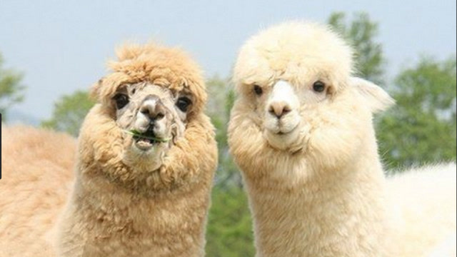 两只羊驼的相爱相杀,因爱生恨,镜头拍下全过程