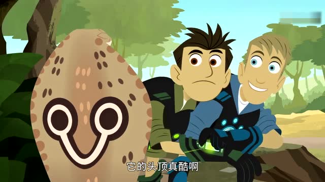 动物兄弟:马丁发现了自己的呼叫器,在眼镜蛇那里!