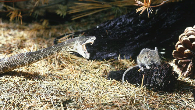 响尾蛇捕食一只老鼠精彩瞬间镜头拍下全过程