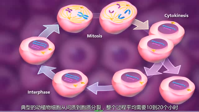 【3d动画】有丝分裂