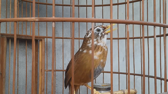 一只花毛画眉鸟,鸣声婉转多变,让人陶醉!