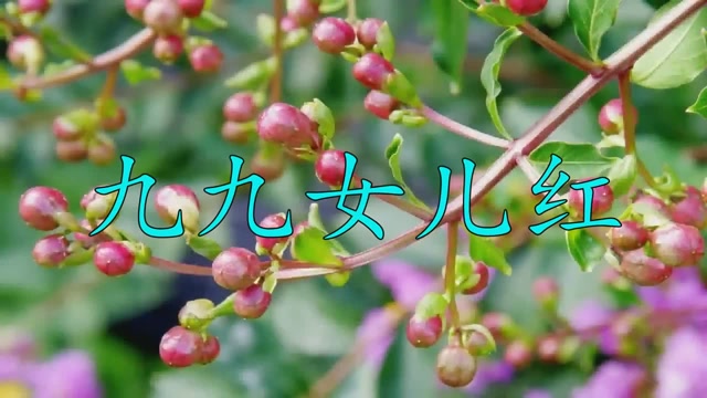 陈少华唱起了经典歌《九九女儿红,唱得太棒,感心动耳