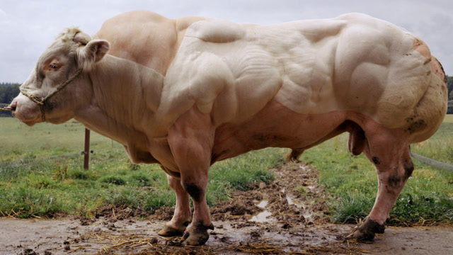 世界最强壮的牛,吃草也能长肌肉,简直是牛中的施瓦辛格!