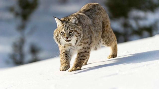 猞猁捕猎,猎豹捕猎_大山谷图库