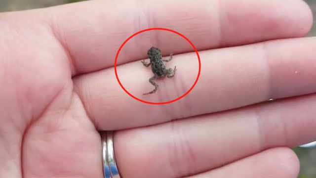 世界上最小的青蛙,仅有7毫米,网友:真想养一只