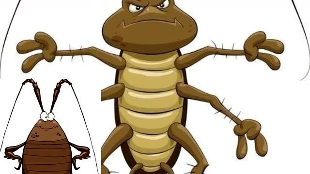 家里经常有蟑螂出没怎么办,一个饮料瓶帮你解决后顾之忧