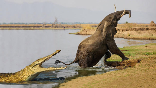 大象在河边喝水,遭来鳄鱼袭击,被鳄鱼咬住鼻子,结果是这样!
