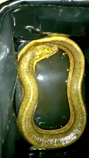 男子抓到两斤多老黄鳝,这皮都皱到一起了,应该不值钱了!