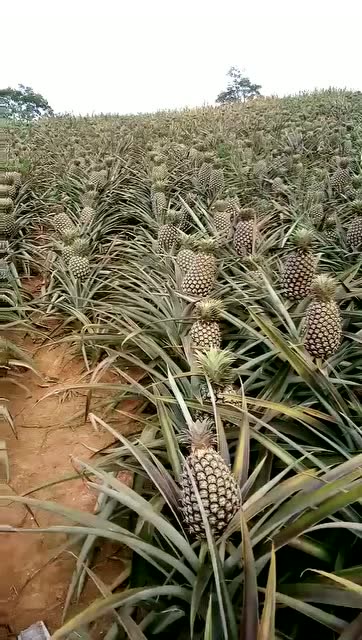 漫山遍野的菠萝,一眼望不到边,太壮观了!