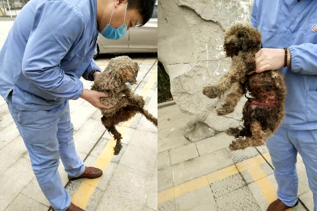 聊城好主人宠物医院救助流浪泰迪纪实