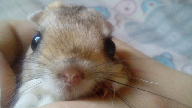 跳着走路的老鼠,耳朵一张接近一半身长,初遇时还以为是变异生物!