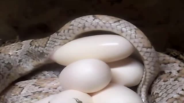 原来蛇是这样下蛋的,长这么大我还是第一次见