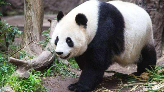 始熊猫 濒危图片