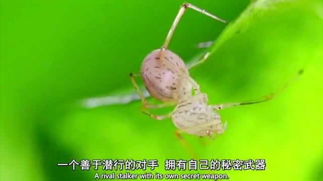 猎捕:喷液蜘蛛也是非常的恐怖,孔蛛也是躲着它们走