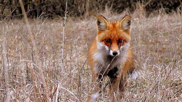 猫咪碰到狐狸会怎样,下一秒意想不到的事发生了,镜头拍下全过程