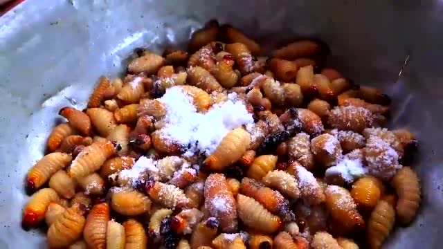 《荒野求生》中贝尔吃的爆浆虫子,村民把它做成了美食,美味