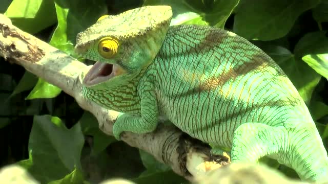 目前已知最大的变色龙 来自马岛的国王变色龙