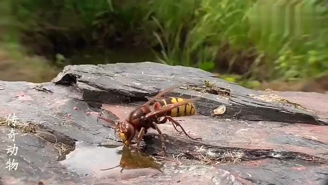 恐怖的虎头蜂单枪匹马抢夺蜂蜜pk马蜂群