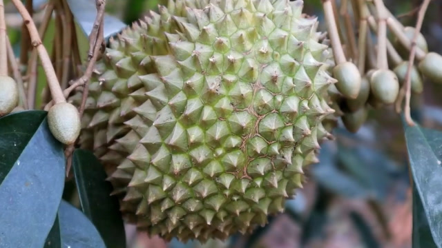 发现一棵野生榴莲树,去年的榴莲还挂着,今年的还没开花