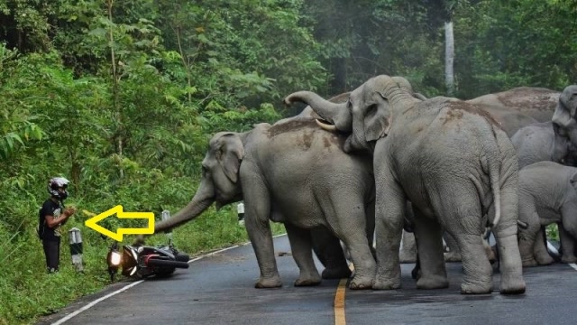 男子激怒大象被围攻,立马下车向大象道歉,过程真让人胆寒!