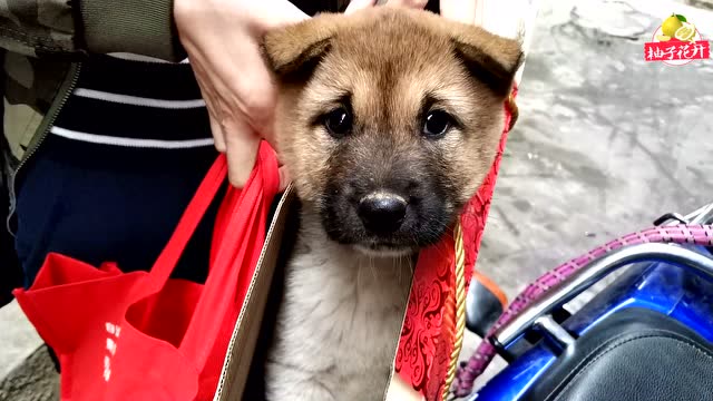 中华田园犬小黑嘴第一次进村,鸡飞狗跳,成了村里的小霸王了