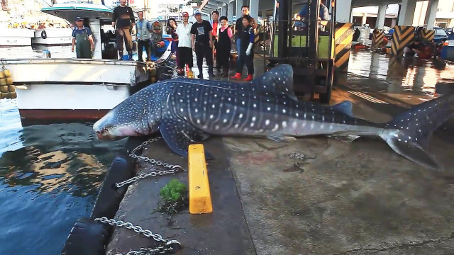 一吨多重的大鲨鱼,放归大海!