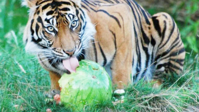 动物吃西瓜,会发生什么好玩的事情,谁的速度更快呢?