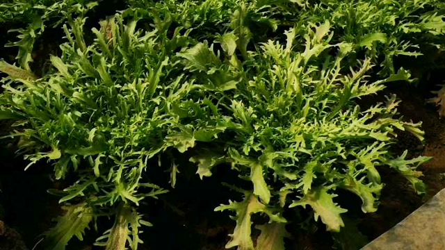 苦菊和芝麻菜可以吃啦