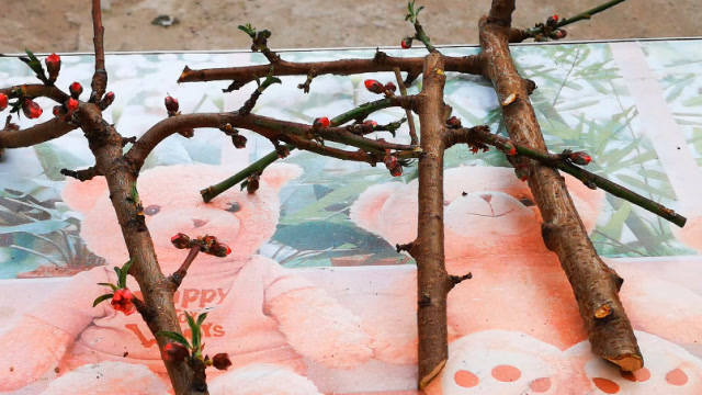 桃树除了嫁接繁殖还可以扦插繁殖方法学会了不用担心成活率