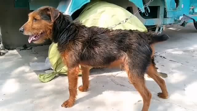 邻居家的太仓猎犬,上山狩猎是把好手,为什么要剪掉尾巴呢