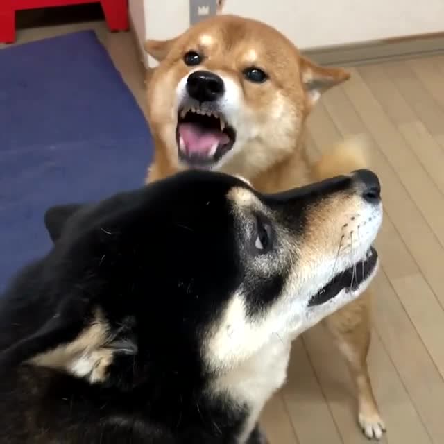 柴犬:真害怕两位狗哥吵着吵着咬到自己舌头!哈哈哈!