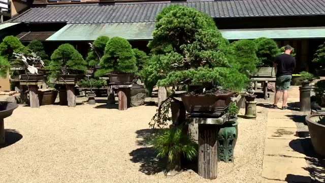 小林国雄春花园盆景美术馆欣赏【艺树繁花·parkchair】