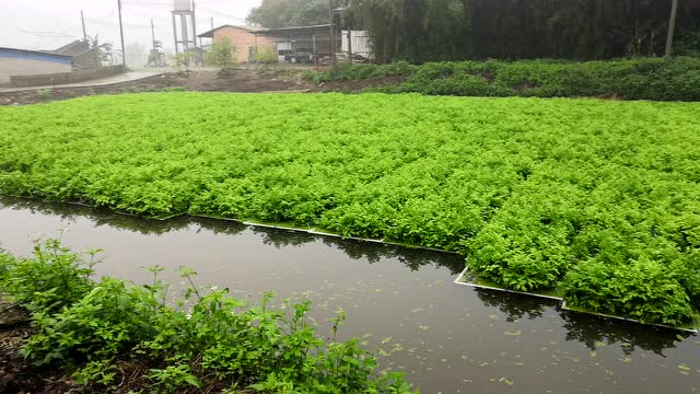 水葫芦的家,29天被无土水芹巧妙占领了